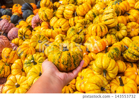 Human hand holding a small fresh decorative pumpkin over a full frame pile Human hand holding a small fresh decorative pumpkin over a full frame pile 143553732