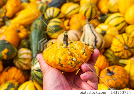Human hand holding a small fresh decorative pumpkin over a full frame pile Human hand holding a small fresh decorative pumpkin over a full frame pile 143553734