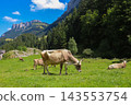 Herd of cows grazing on a green alpine meadow in the Swiss Alps, Switzerland 143553754