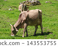 Herd of cows grazing on a green alpine meadow in the Swiss Alps, Switzerland 143553755
