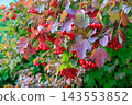 Bright red guelder rose berry clusters grow on branches surrounded by changing autumn foliage outdoors. Botanical beauty, seasonal harvest, and natural park environment 143553852