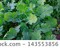 Green leaves of mustard or rape cover crop grow in fertile soil on agricultural field after grain harvest. Soil health preservation, sustainable farming, and sustainable agriculture practices. 143553856