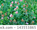 Fading red clover against a background of wild green grass. Purple meadow clover (Trifolium pratense) flowers in a fall meadow. Vibrant natural plant background 143553865