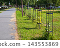 Young planted trees protected by black metal guards line green lawn beside paved park pathway. Urban landscaping, environmental protection, and public park greening 143553869