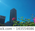 Rose shining in the blue sky 143554086