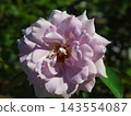 Purple roses are blooming in the rose garden. 143554087