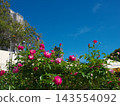 Rose shining in the blue sky 143554092