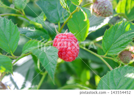 Juicy ripe raspberry close-up. A branch of ripe raspberries in the garden. Red ripe berry with green leaves on the green blurred background. Agricultural farm. Raspberry plants with textured leaves. Juicy ripe raspberry close-up. A branch of ripe raspberries in the garden. Red ripe berry with green leaves on the green blurred background. Agricultural farm. Raspberry plants with textured leaves. 143554452