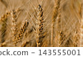 Ripe Heavy Wheat Ears Swaying in the Wind in a Golden Field 143555001