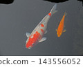 A white koi with a patterned design swims gracefully in the clear water. 143556052