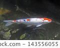 A white koi with a patterned design swims gracefully in the clear water. 143556055