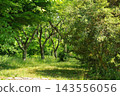 A lush green park scene in early summer, bathed in sunlight and lined with vibrant green trees. 143556056