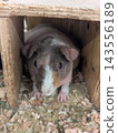 瘦豚鼠 143556189