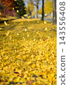 fallen leaves of ginkgo 143556408