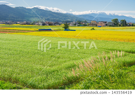 蕎麥田與稻田的對比 [池田町，北安津郡] 143556419