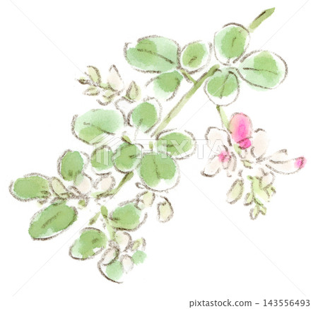 A watercolor illustration of autumn plants, specifically white bush clover with a hint of red. A watercolor illustration of autumn plants, specifically white bush clover with a hint of red. 143556493