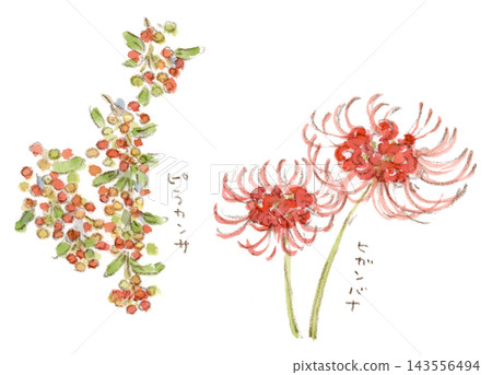 A watercolor illustration of autumn plants: pyracantha berries and spider lilies. A watercolor illustration of autumn plants: pyracantha berries and spider lilies. 143556494
