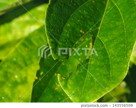 Close-up of fresh green leaves covered in shimmering morning dew under bright sunlight Close-up of fresh green leaves covered in shimmering morning dew under bright sunlight 143556509