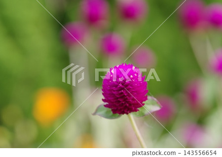 千日縐紅花 千日縐紅花 143556654