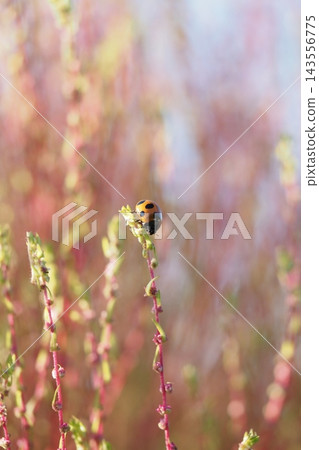 A close-up of kochia and a ladybug. A close-up of kochia and a ladybug. 143556775