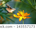 A hummingbird hawk-moth hovering and sipping nectar from a yellow cosmos flower. 143557173