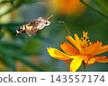 A hummingbird hawk-moth hovering and sipping nectar from a yellow cosmos flower. 143557174