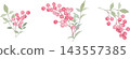 一幅南天竹植物的水彩插圖。 143557385