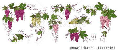 Grape vine and bunch collection vintage hand drawn berries leaves tendrils cartoon Botanical element Grape vine and bunch collection vintage hand drawn berries leaves tendrils cartoon Botanical element 143557461