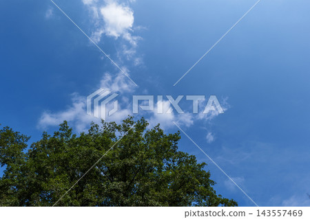 初秋時節,碧空如洗,綠樹成蔭,景色宜人。 初秋時節,碧空如洗,綠樹成蔭,景色宜人。 143557469