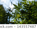 逆光下，藍色楓葉的葉脈呈現半透明狀，斑駁的陽光透過樹葉灑下。 143557487