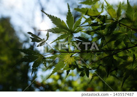 逆光下,藍色楓葉的葉脈呈現半透明狀,斑駁的陽光透過樹葉灑下。 逆光下,藍色楓葉的葉脈呈現半透明狀,斑駁的陽光透過樹葉灑下。 143557487