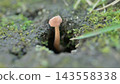 野菇從地面的小洞裡長出來：秋天的自然和生命的循環。 143558338