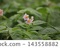 Potato flowers in the field 143558882