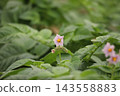 Potato flowers in the field 143558883