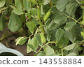 Broad beans under cultivation 143558884