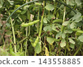 Broad beans under cultivation 143558885