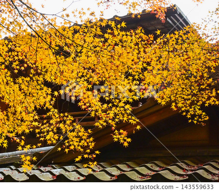 Kyoto, Yase, Rurikoin Temple: Yellow maple leaves reflected on the roof tiles. Kyoto, Yase, Rurikoin Temple: Yellow maple leaves reflected on the roof tiles. 143559633