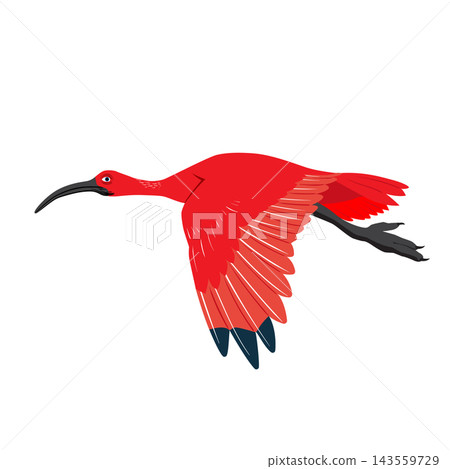 Scarlet Ibis Flying Scarlet Ibis Flying 143559729