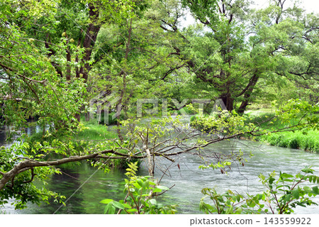A creek surrounded by fresh greenery 143559922