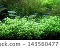 裝有水生植物和熱帶魚的水族箱 143560477