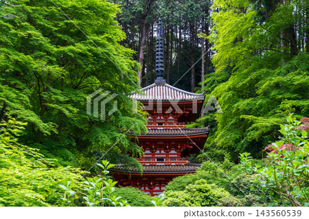 京都岩代寺的清新綠植 京都岩代寺的清新綠植 143560539