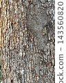 close up of tree bark texture  143560820