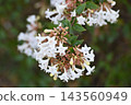 公園鮮花 143560949