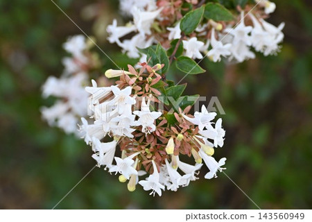 公園鮮花 公園鮮花 143560949
