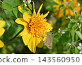 蝴蝶抽花蜂蜜 143560950