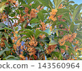 盛開的桂花在秋日的陽光下熠熠生輝，散發著迷人的香氣。 143560964