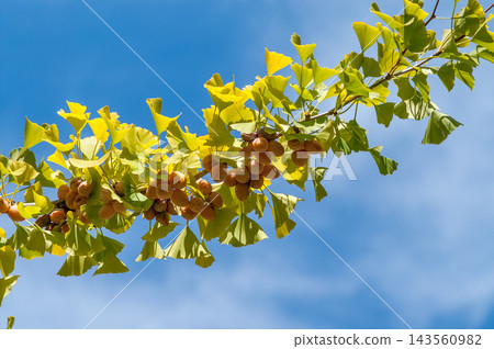 Ginkgo Ginkgo 143560982