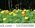 公園鮮花 143560986