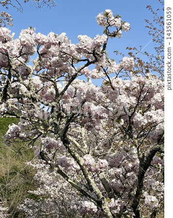 奈良縣吉野山,重瓣櫻花在藍天映襯下盛開 奈良縣吉野山,重瓣櫻花在藍天映襯下盛開 143561059