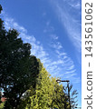 秋高氣爽，藍天白雲，銀杏樹開始變色。 143561062